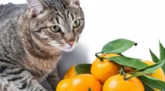 Hogyan lehet a macska mászni az asztalra